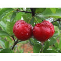 Acerola Cherry Extract